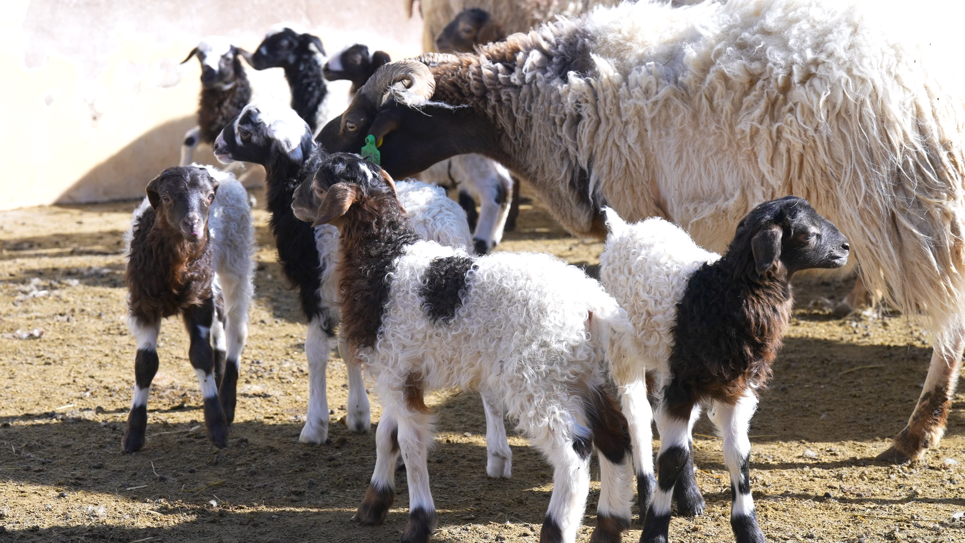 西藏贡觉阿旺绵羊续产双胞胎特色产业喜迎开门红