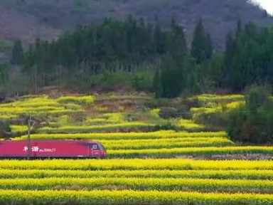 热度同期上涨超3倍！“赏花游”持续升温，成春季旅游市场亮点