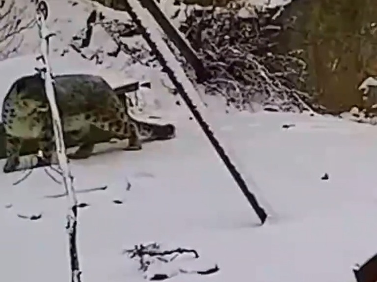 祁连山保护区再次拍摄到雪豹身影