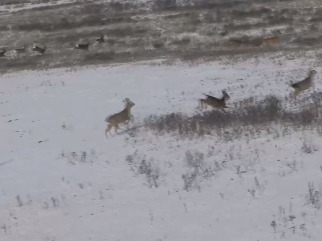 高原精灵再现 祁连山下白臀鹿“撒欢”
