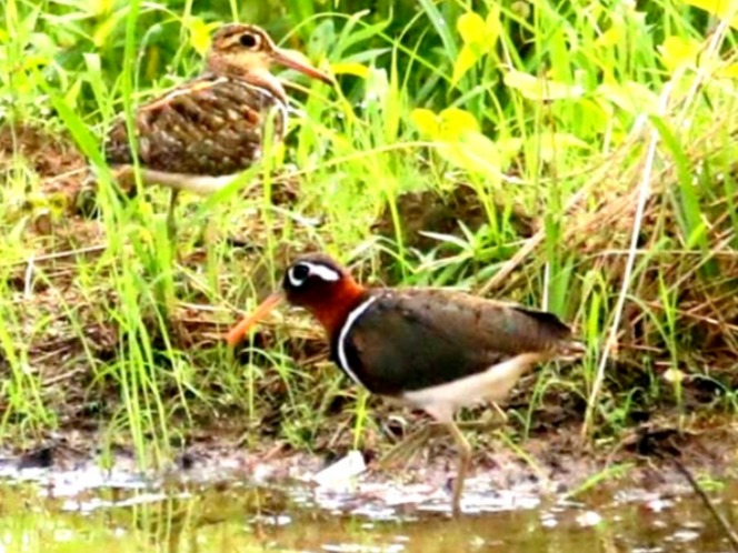 罕见！珍稀水鸟彩鹬现身江西南昌