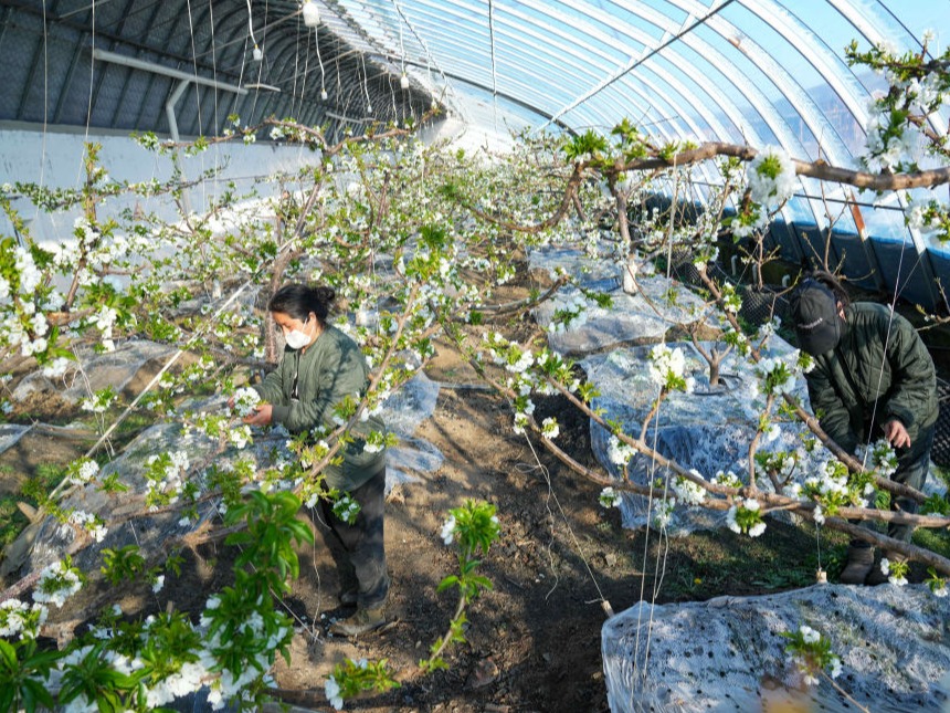 “北大仓”黑龙江：棚室经济“春意盎然”