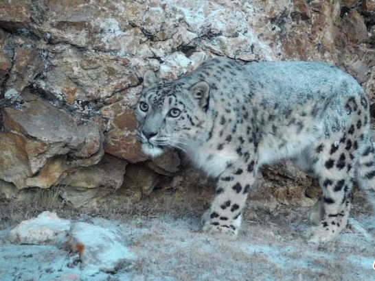 雪豹等高原网红动物“出圈”传递青藏高原生态信息