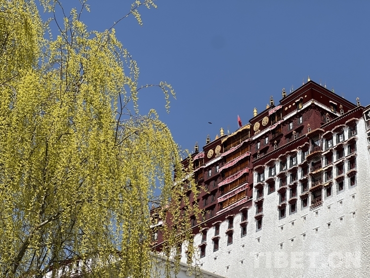 布宫脚下春意盎然