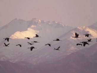 青海都兰：巴隆草原迎来灰鹤迁徙大潮