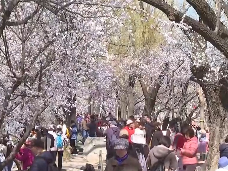 春意盎然 踏青赏花正当时