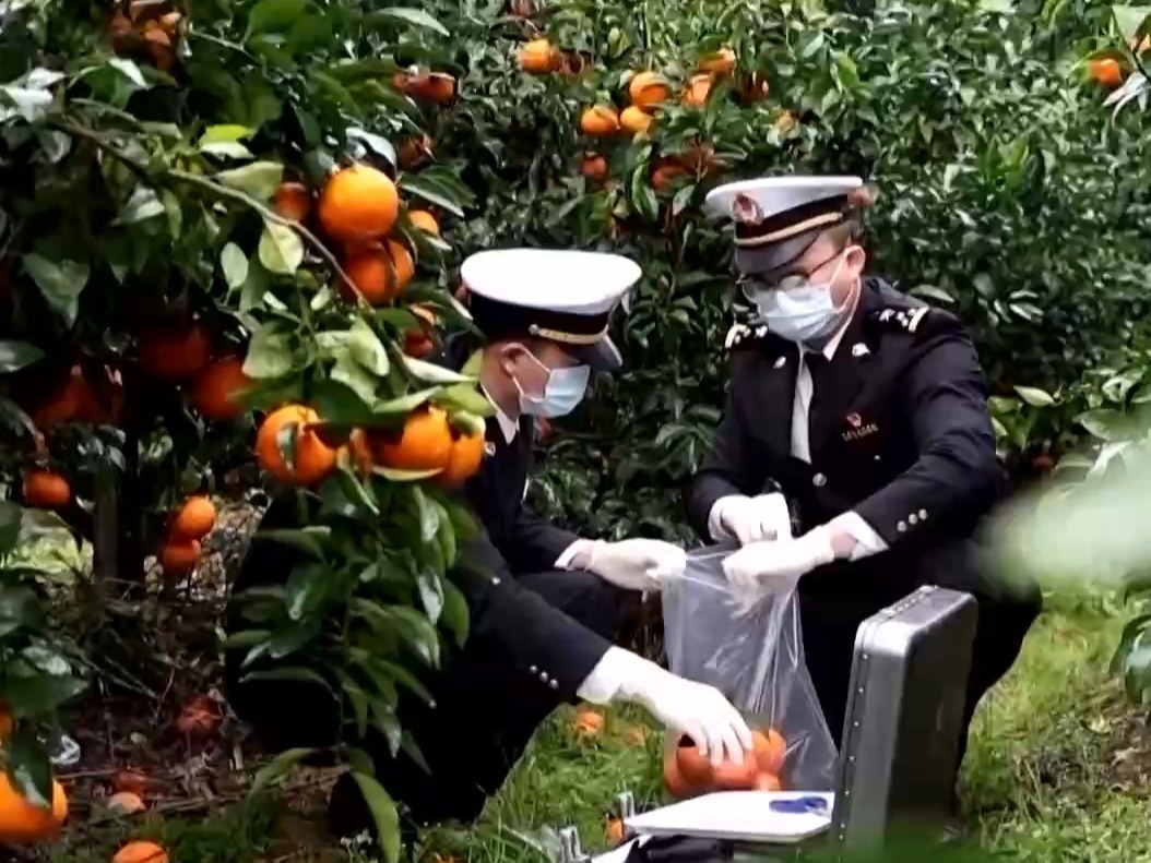 “属地+口岸”“拼装+集中申报”……多地海关制度型开放新政落地