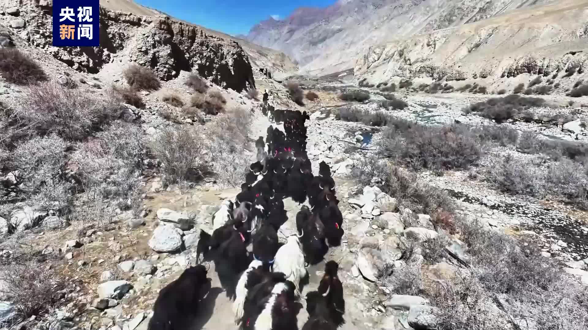 翻山越岭景色壮观看新疆阿克陶3000余头牦牛高原转场