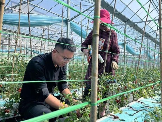 （乡村行·看振兴）江西金溪“菜园子”何以供应大湾区“菜盘子”？