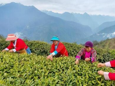 西藏墨脱春茶茶青进入采摘旺季