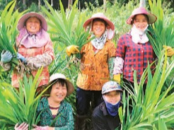 斑兰种出“幸福香”（新时代·新侨乡）