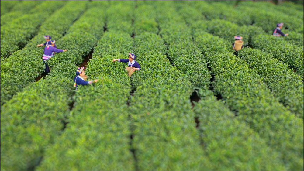 美不胜收 快来看移轴视角下不一样的春耕春收