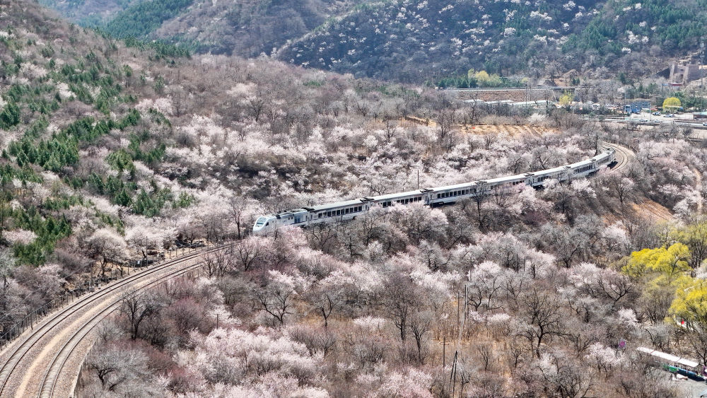 春日限定！花海列车已上线