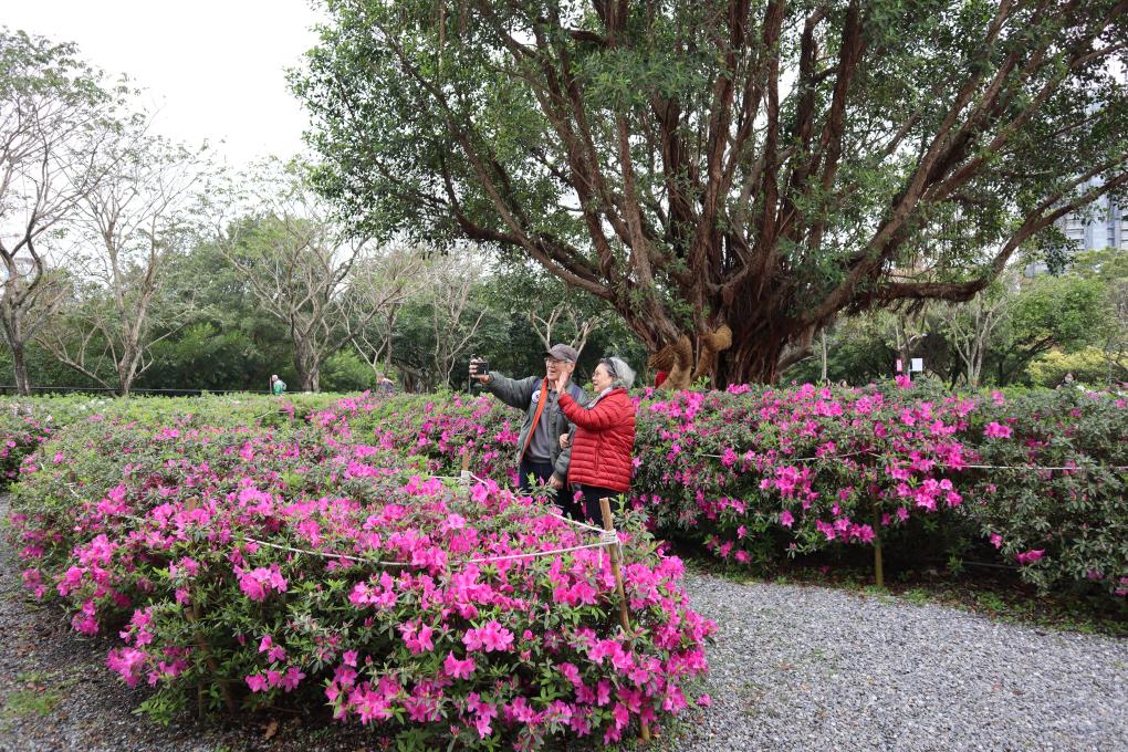 春意浓 花烂漫 台北迎2024杜鹃花季