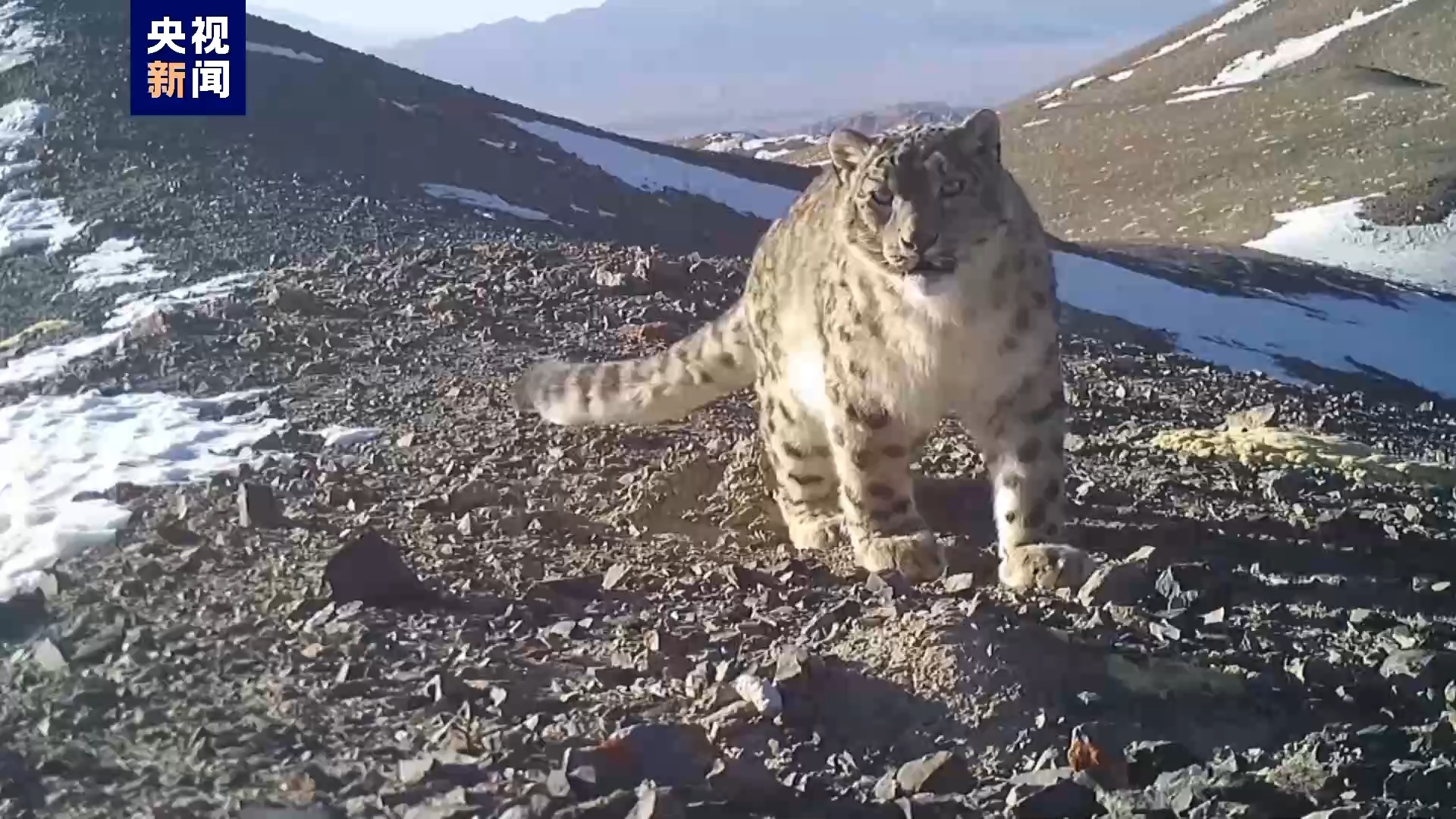 最新监测来啦上百只雪豹在祁连山酒泉片区安家