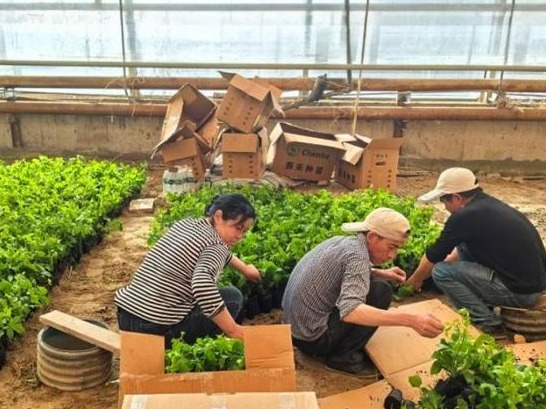 新疆兵团：茴香地套种百香果 南果北种拓致富路