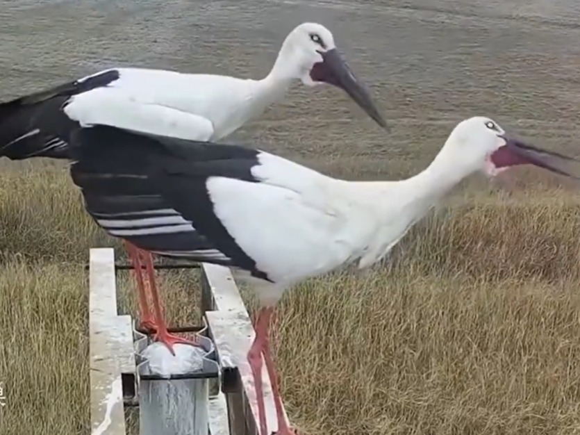 候鸟迁徙进入高峰期 科技助力保护研究