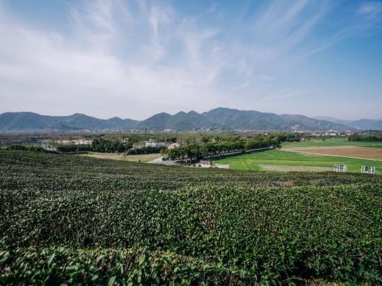 春茶开采 西湖茶事正繁忙