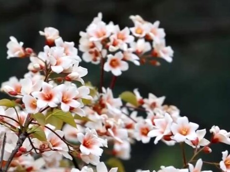 花开锦绣、万物繁华 跟随镜头走进如画般的春色里