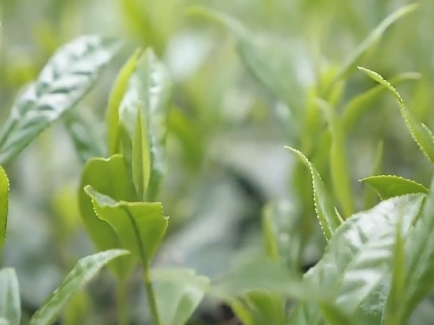 焦点访谈丨“隐藏款”土特产火出圈 看小地方如何“种出”大产业？
