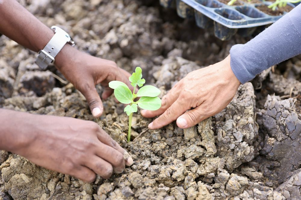 心相近 | 中国和苏里南如何打造“南南合作的典范”
