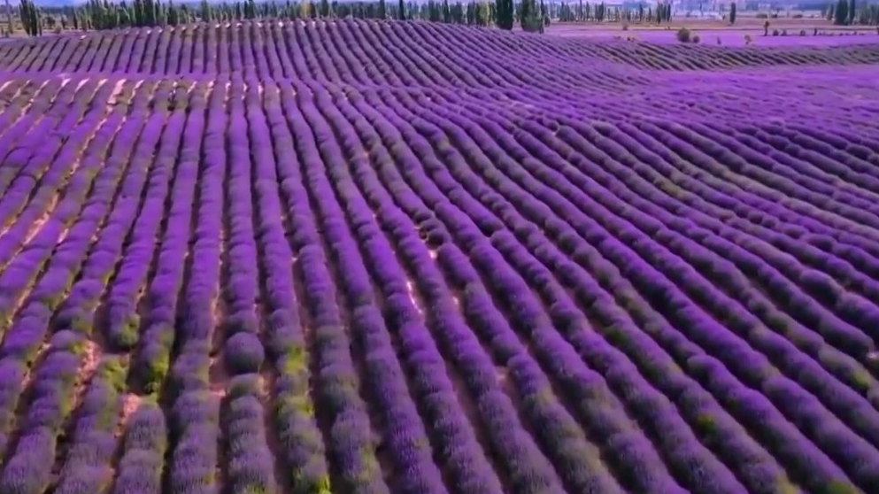 赏花季来了！新疆“以花为媒”颜值变产值