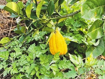 佛手：石缝里长出“果中仙品”（道地药材巡礼·四川篇）