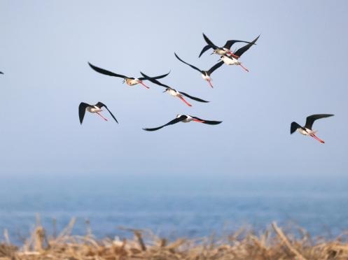 新疆博斯腾湖迎来成群黑翅长脚鹬