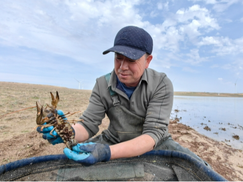 一只额河螯虾的“北繁南养”路