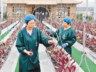 为乡村全面振兴插上“数字翅膀”