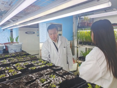 回到家乡种粮食 带领乡亲学农技（我的家乡我建设）