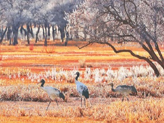 黑颈鹤给人类的一封信