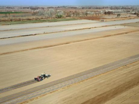 科技赋能智慧种田 新疆沙雅县170万亩棉花开播