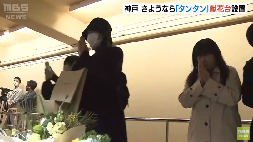 日本粉丝流泪送别离世旅日熊猫：它永远活在我心里