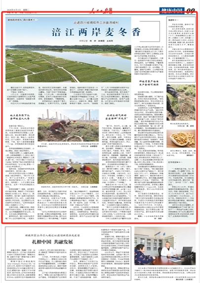 涪江两岸麦冬香道地药材巡礼四川篇