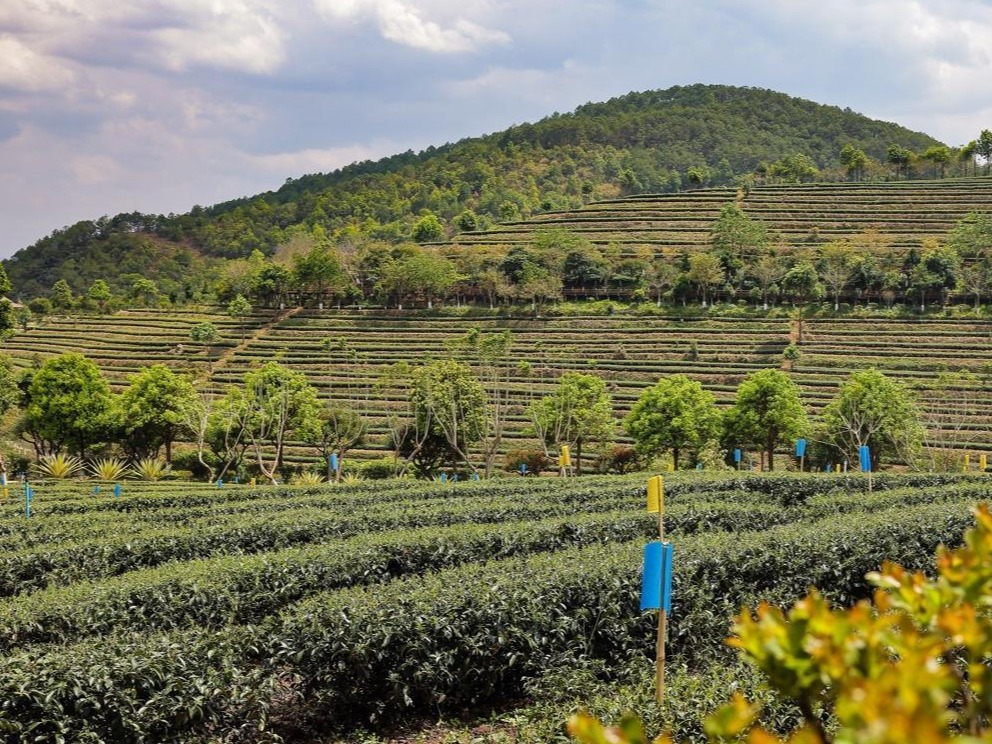 万千气象看云南｜茶旅融合 打造休闲旅游生态文化产业园