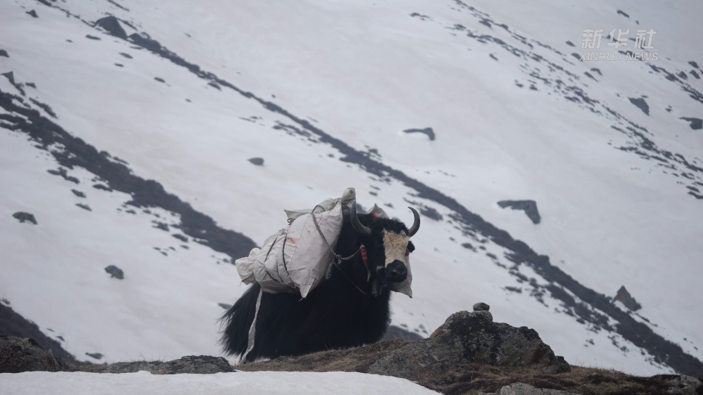 西藏嘎玛沟：领略喜马拉雅的原始之美