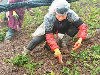 雅连“重生”记（道地药材巡礼·四川篇）