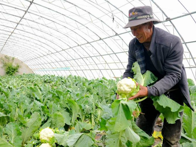 普琼：日子像草莓一样红又甜
