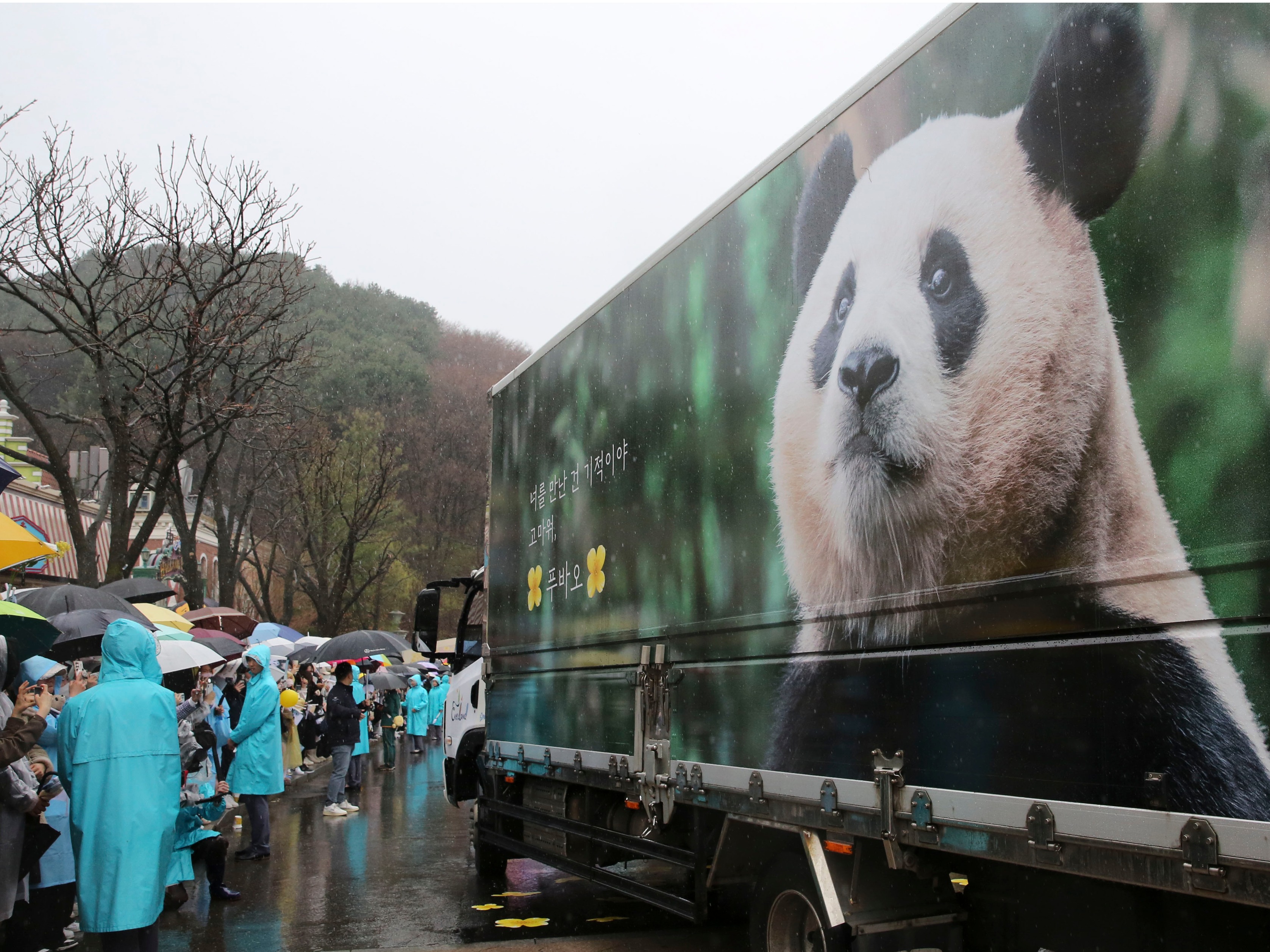 韩国人很想念！大熊猫“福宝”将于今秋登韩国银幕