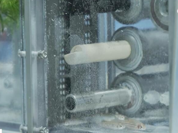 神舟十八号乘组将在轨开展多项科学实验 “太空养鱼”将在空间站实现