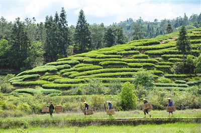 武夷采茶（侨乡新貌）