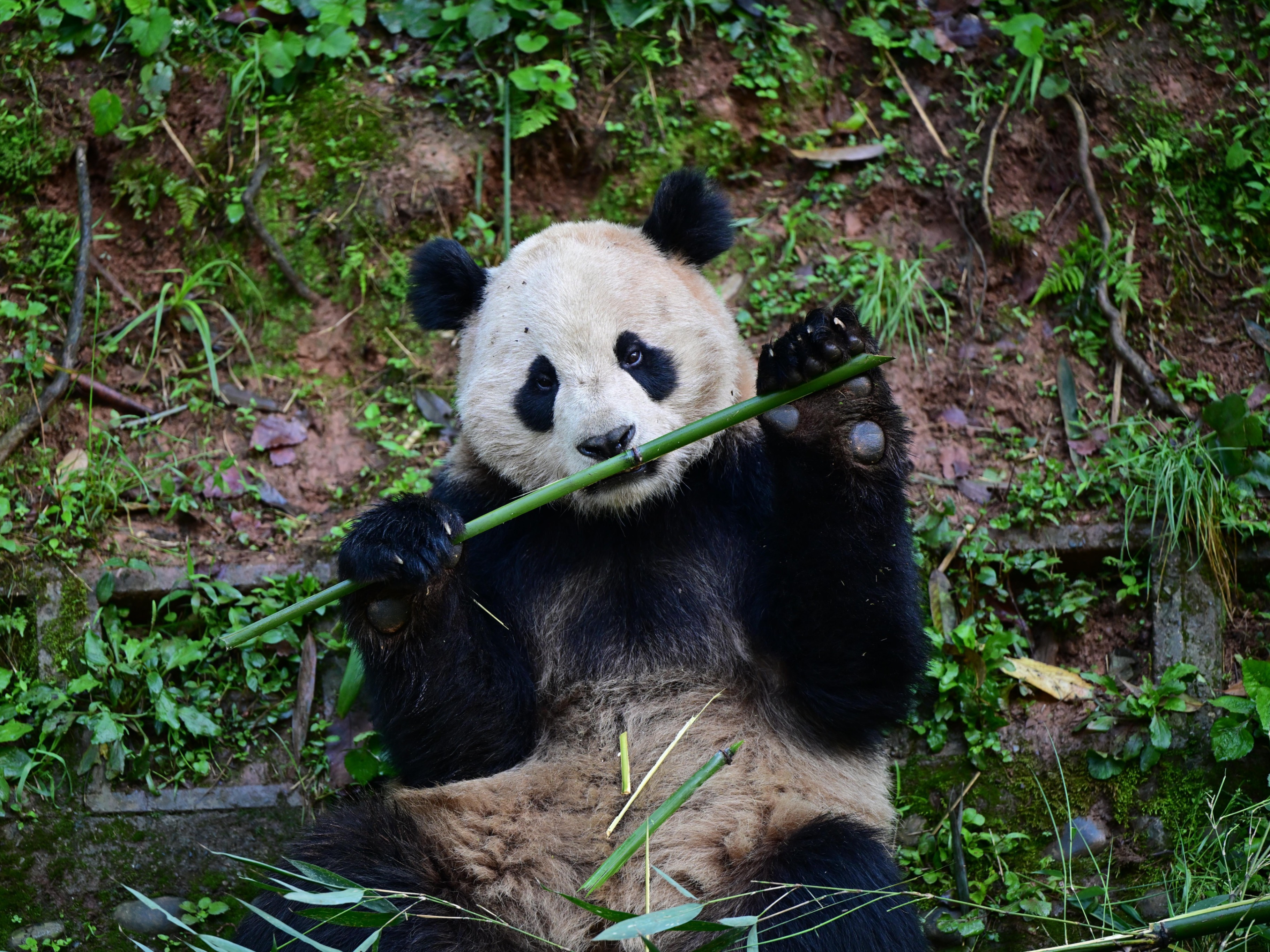 定了！大熊猫“云川”和“鑫宝”将赴美 期限10年