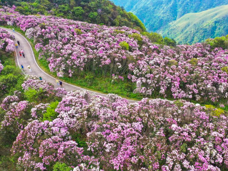 最美人间四月天