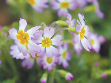 植物园 春日忙（美丽中国·春天来了②）