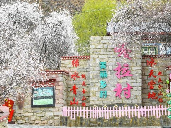 “桃花经济”映红乡村振兴 西藏林芝嘎拉桃花村产业升级创收再提升