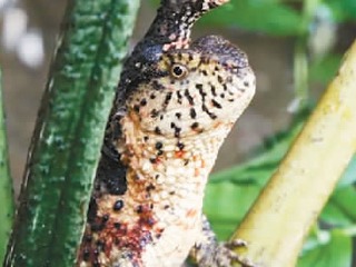 鳄蜥给人类的一封信