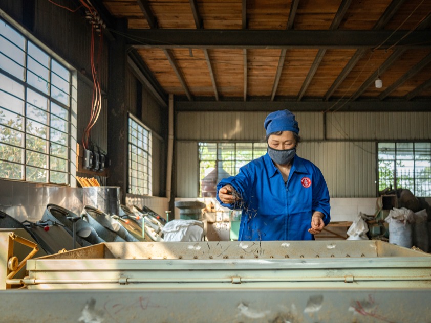 万千气象看云南｜云南凤庆：春茶开采 茶香四溢