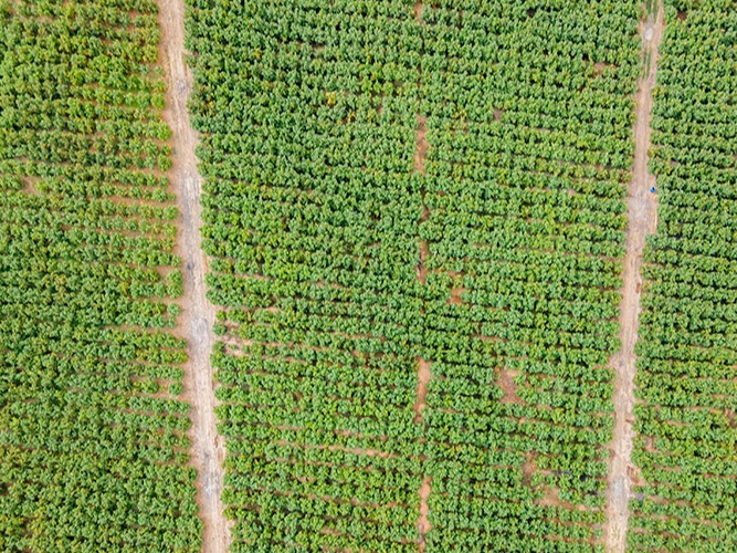 大理宾川：荒坡变绿洲 柑橘甜如蜜