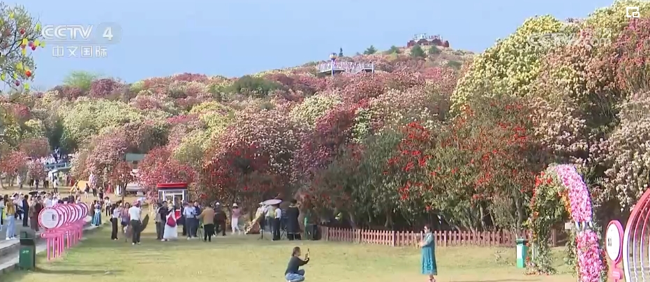 “繁荣”“繁花”“繁华”，跟着繁花去旅行！文旅消费释放蓬勃动能